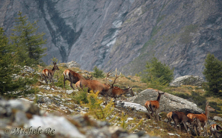 PASSIONE PER IL CERVO